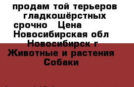 продам той-терьеров гладкошёрстных срочно › Цена ­ 3 500 - Новосибирская обл., Новосибирск г. Животные и растения » Собаки   